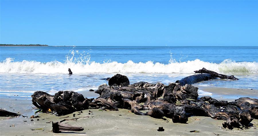 Drift Wood and Sea Photograph by Joan Stratton