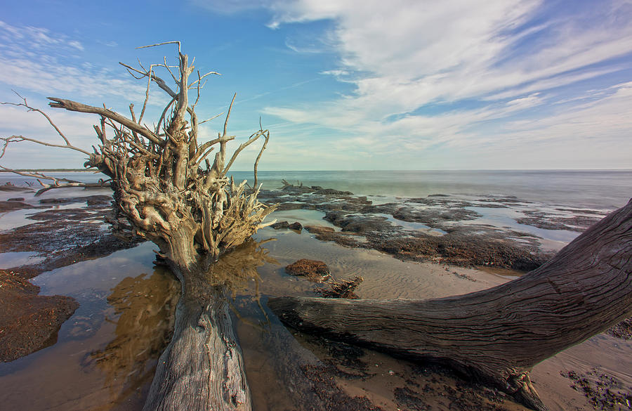 Drift Wood Beach by Robert Och Drift Wood Beach by Robert Och