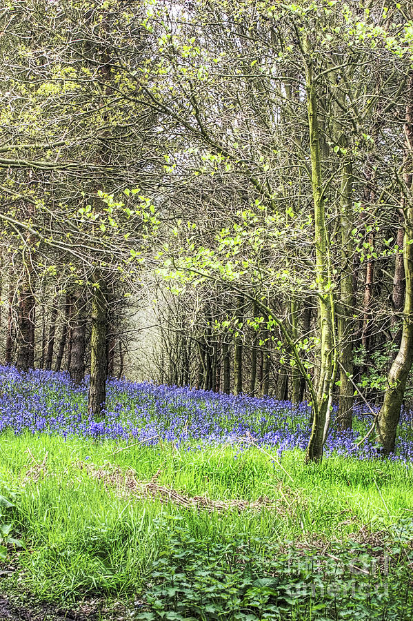 Spring Photograph - Drifts of blue by John Edwards