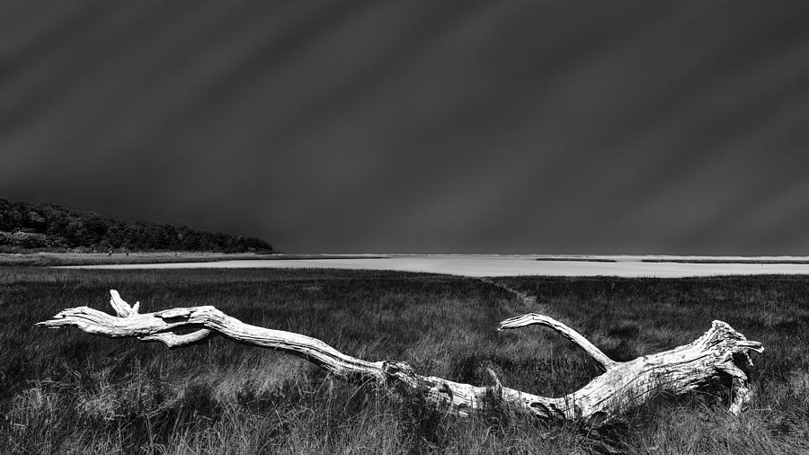 Driftwood & Marsh Grass Photograph by Dominic Vecchione