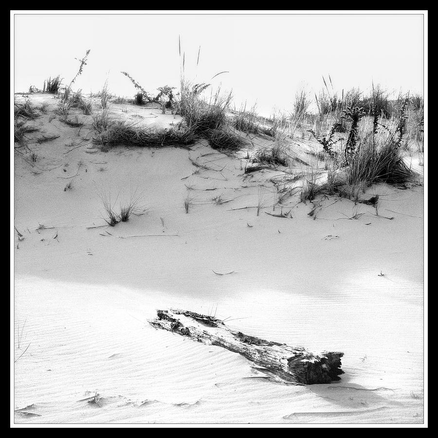 Driftwood And Dune Photograph by Harold Silverman - Beach, Palms & Lighthouses Driftwood And Dune Photograph by Harold Silverman - Beach, Palms & Lighthouses