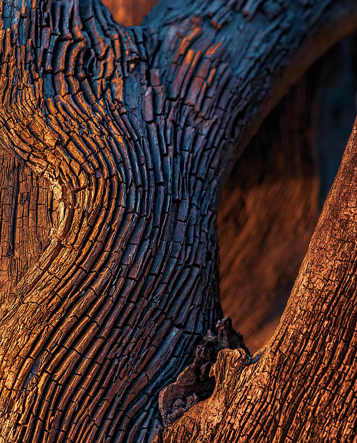 Driftwood at Sunset Photograph by Robert FERD Frank