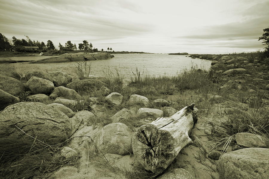 Driftwood At The Beach Of An Ocean Bay - Sepia Photograph