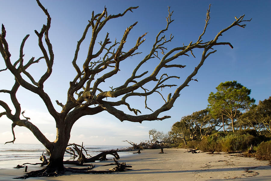 Driftwood Beach - Jekyll Island Photograph by Bill Gozansky