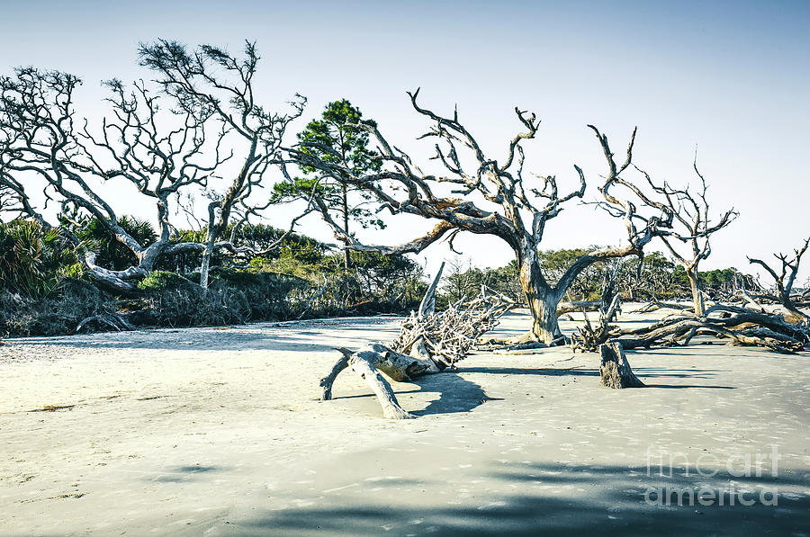Driftwood Beach, Jekyll Island, Georgia Photograph by Felix Lai