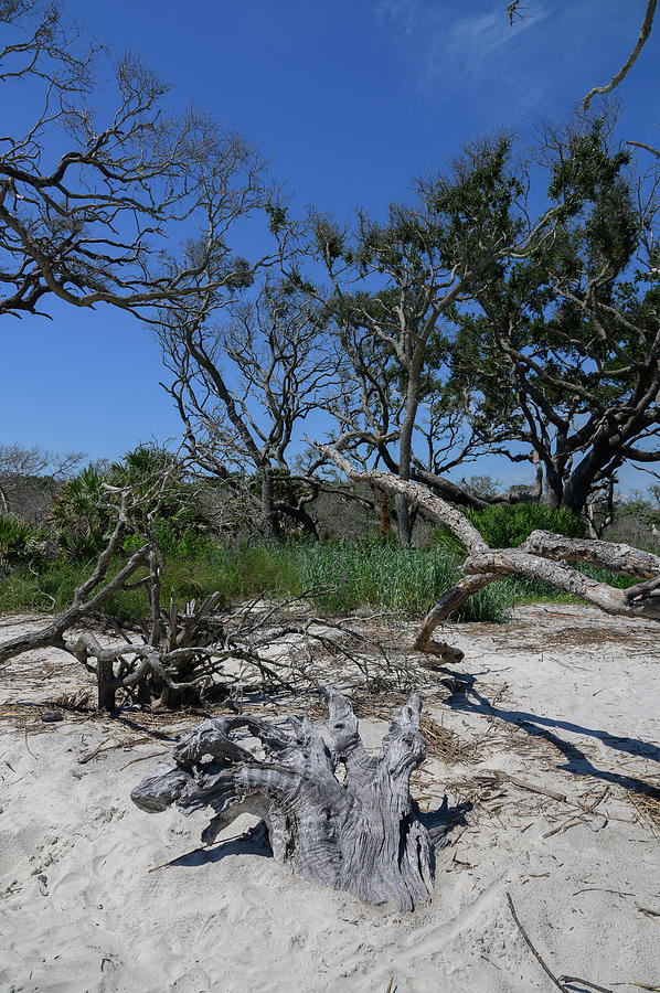 Driftwood Beach Photograph by Jules Vuotto - Fine Art America