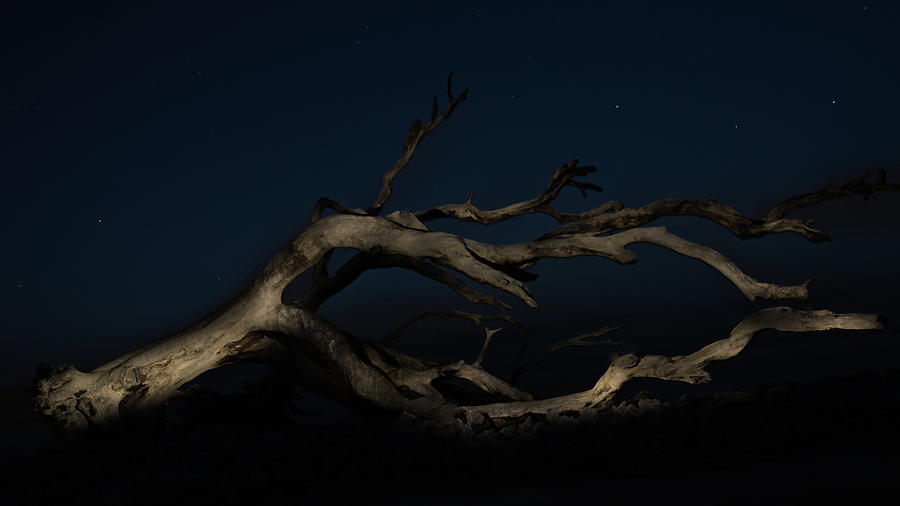 Driftwood Beach Lightpainting Photograph