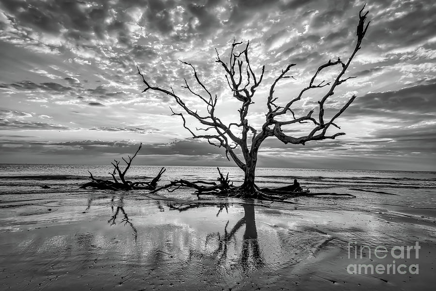 Black And White Photograph - Driftwood Beach Reflections B W by Bee Creek Photography - Tod and Cynthia