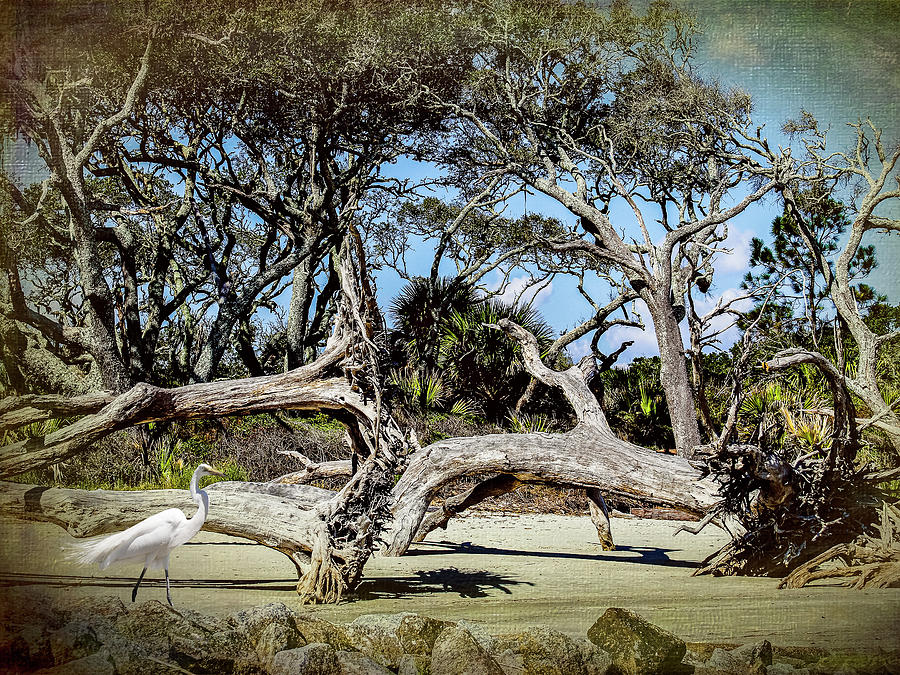 Driftwood Beach w/ Heron Photograph by Jim Ziemer