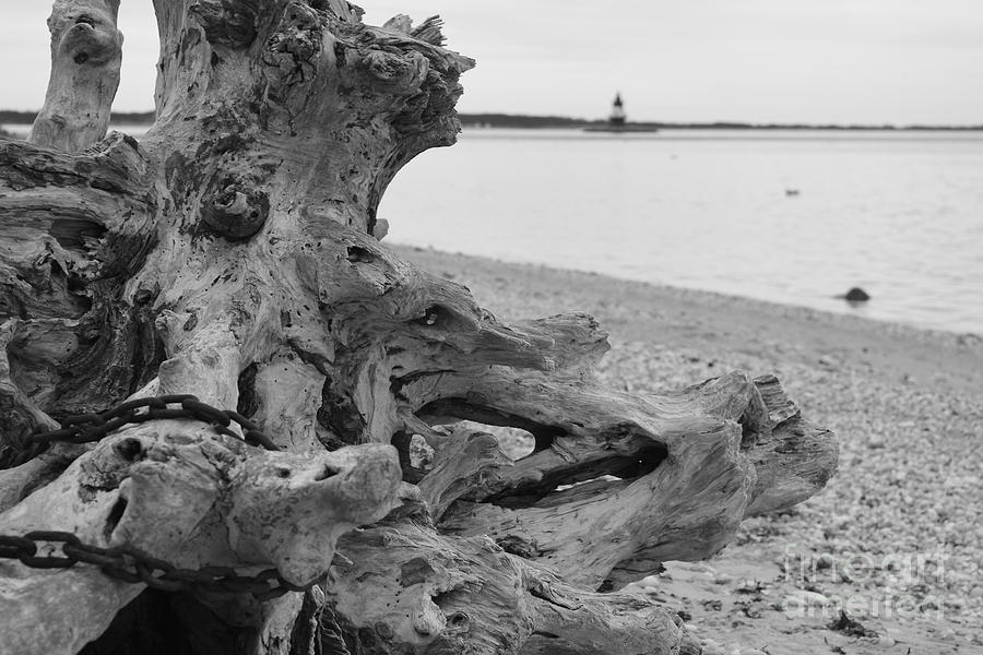 Driftwood by the Lighthouse Photograph by Debra Banks