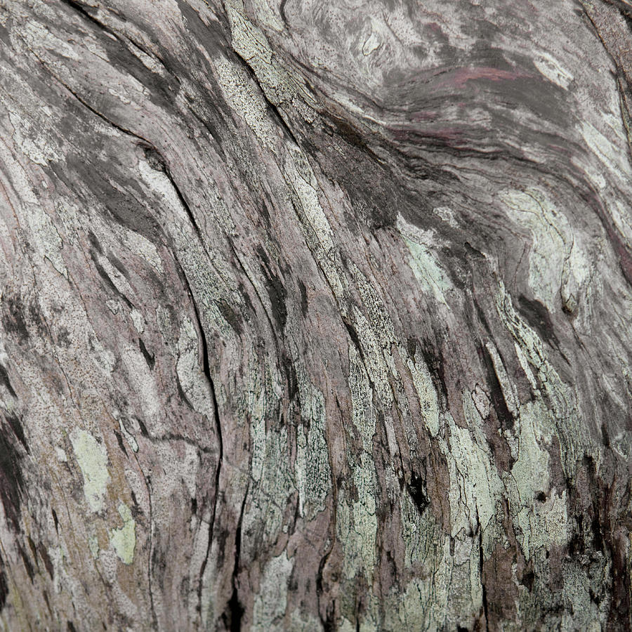 Driftwood, Close-up Photograph by Noel Hendrickson