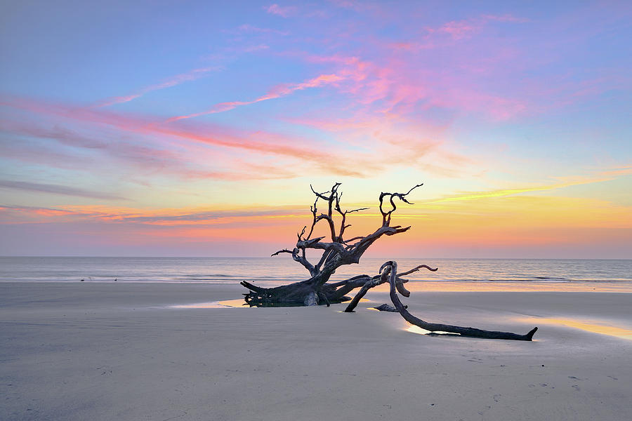 Driftwood dawn by Kenny Nobles Driftwood dawn by Kenny Nobles