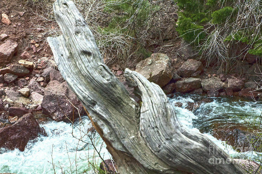 Driftwood Design by Ruth H Curtis Driftwood Design by Ruth H Curtis