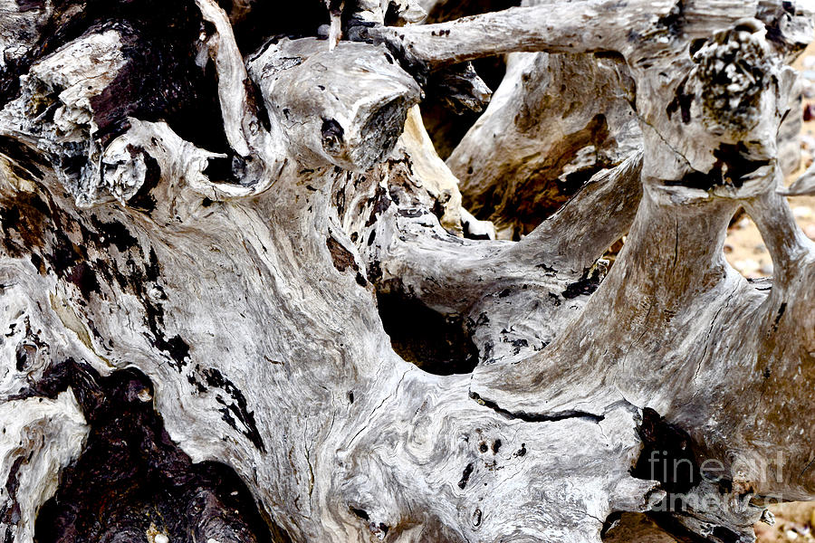 Driftwood Details Photograph by Debra Banks