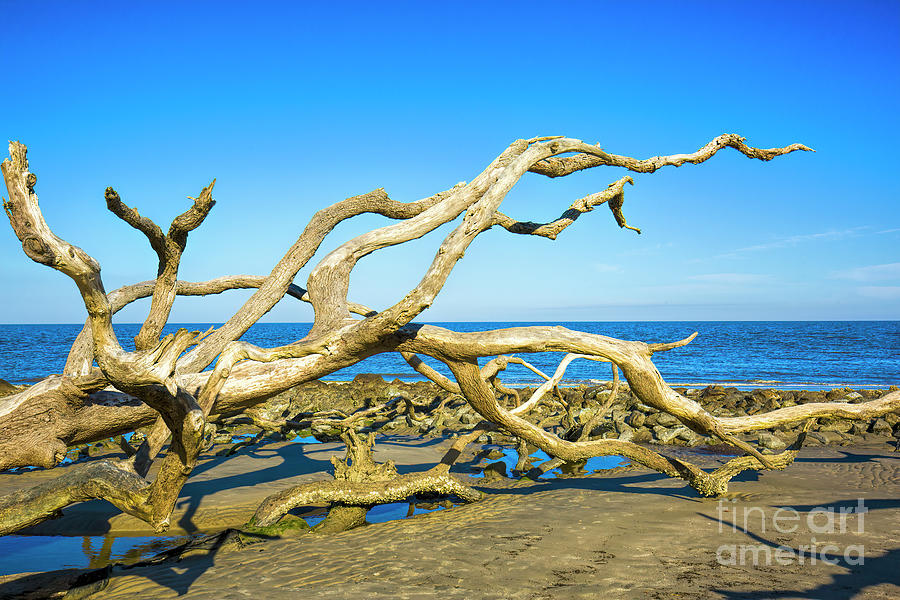 Driftwood, Driftwood Beach, Jekyll Island, Georgia Photograph by Felix Lai