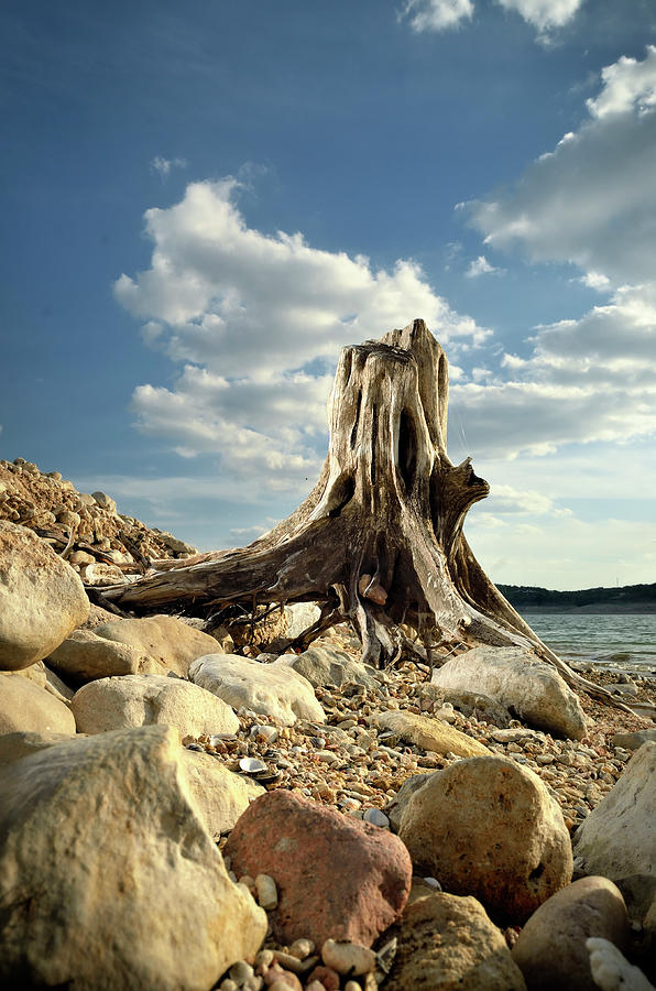 Driftwood Photograph by Flashbax Twenty Three Photography