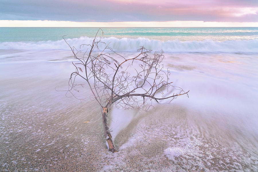 Driftwood Photograph by Giovanni Allievi
