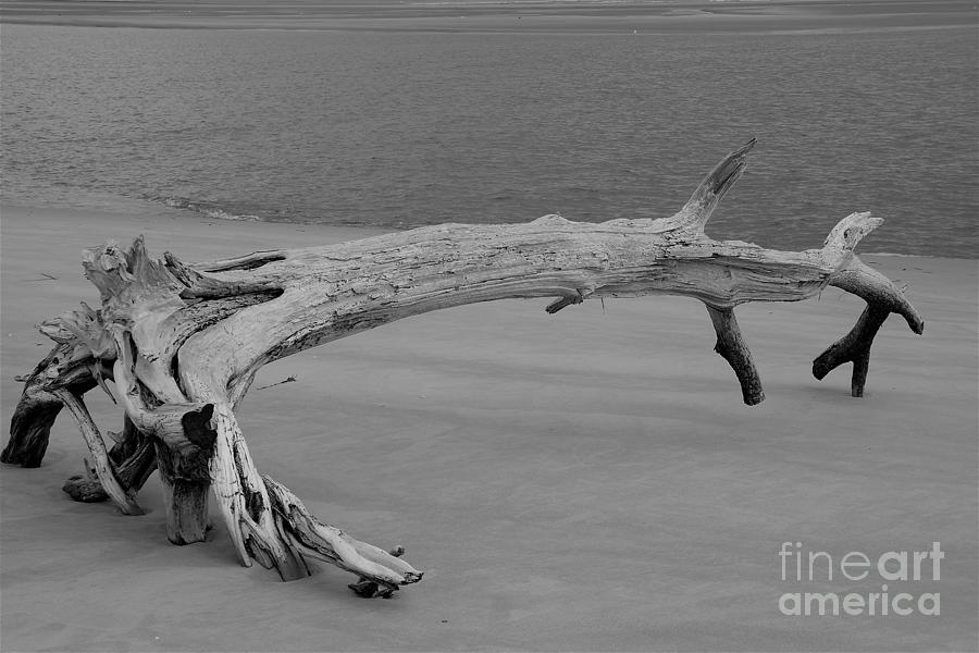 Driftwood Photograph by Groover Studios