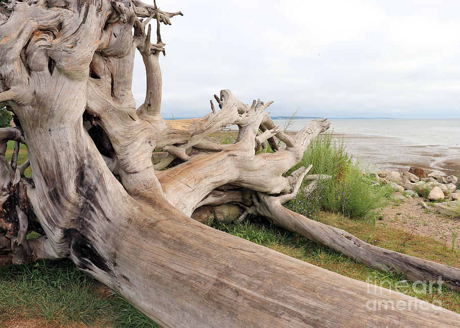 Driftwood Photograph by Janice Drew