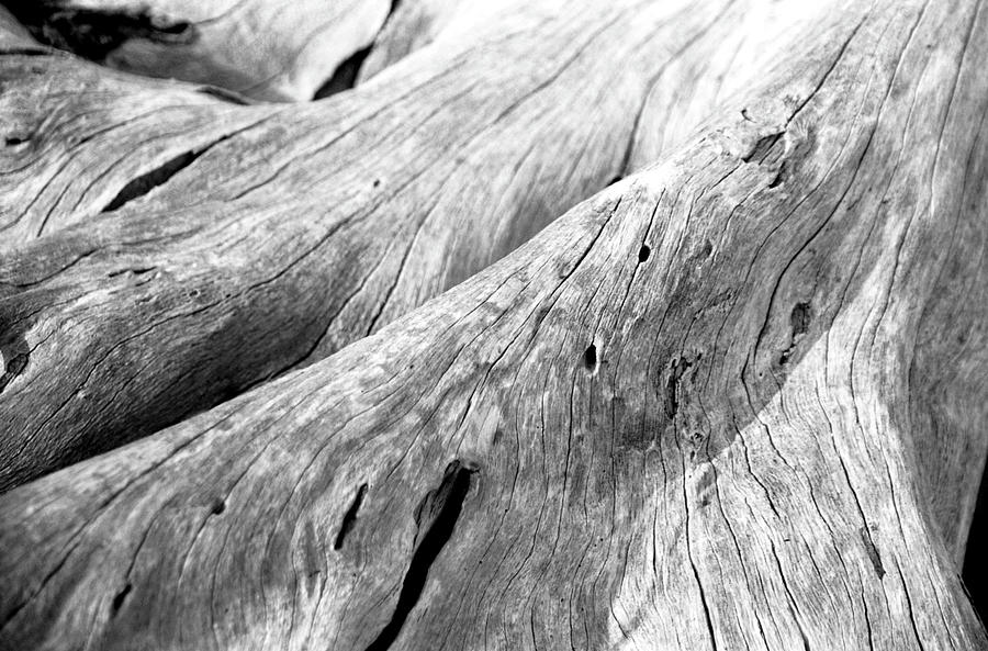 Driftwood, Jekyll Island, Georgia Photograph by Jason Quick