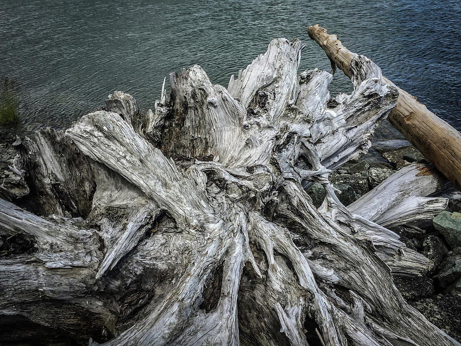 Driftwood Photograph by Mark Duehmig