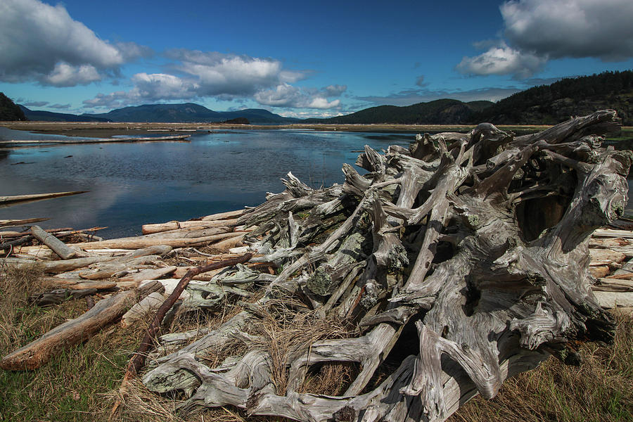 Driftwood on a Beach in the San Juan Islands, Washington by Pacific Northwest Sailing Driftwood on a Beach in the San Juan Islands, Washington by Pacific Northwest Sailing