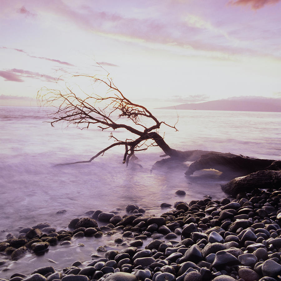 Driftwood On A Rock Beach In The Morning Photograph by Brian Caissie