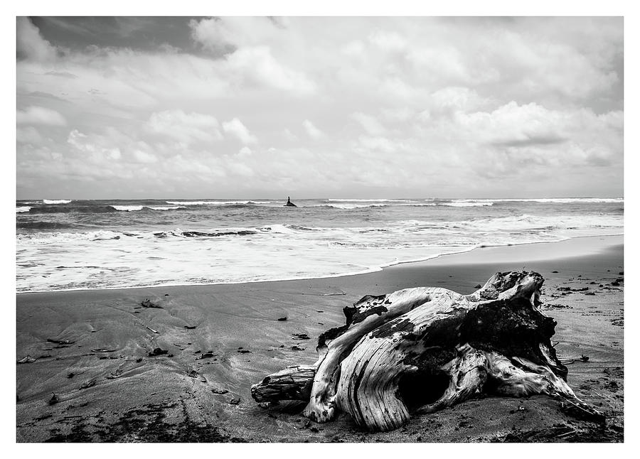 Driftwood on Beach in Black and White Photograph by Tito Slack