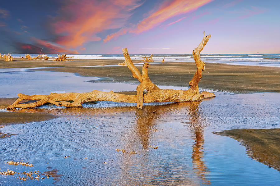 Driftwood on Beach in Late Day Sun Photograph by Darryl Brooks