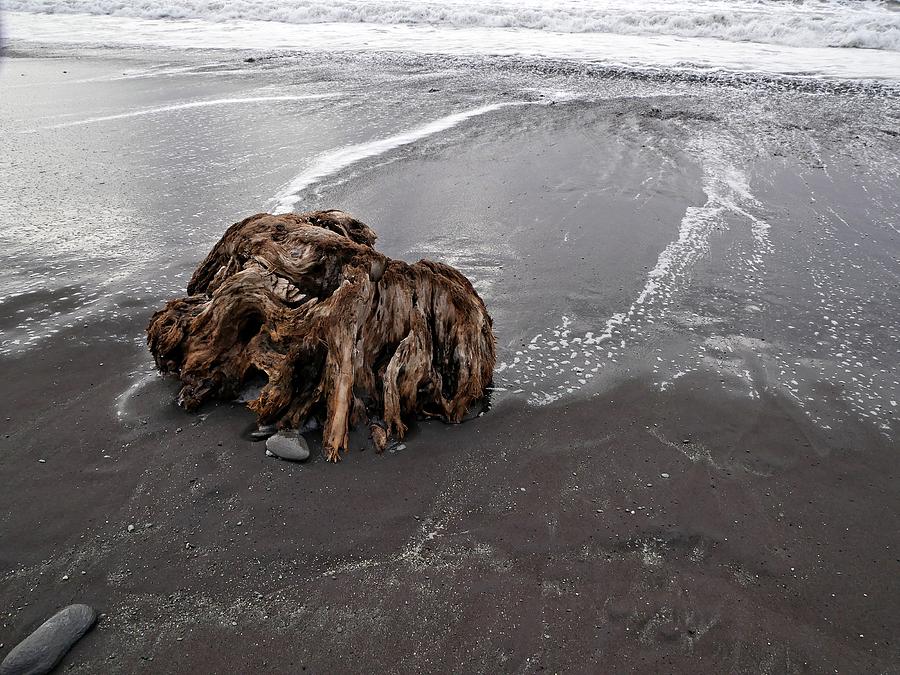 Driftwood on beach Photograph by Martin Smith