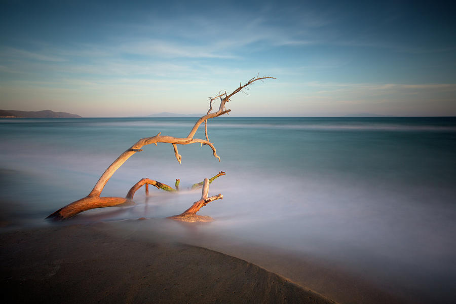 Driftwood On Beach Photograph by Michele Berti