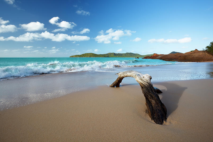 Driftwood On Caribbean Beach Photograph by Michaelutech