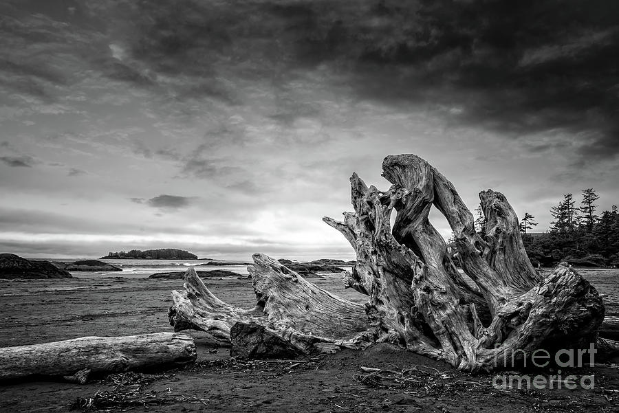Driftwood Photograph - Driftwood on Chesterman beach in Tofino by Delphimages Photo Creations