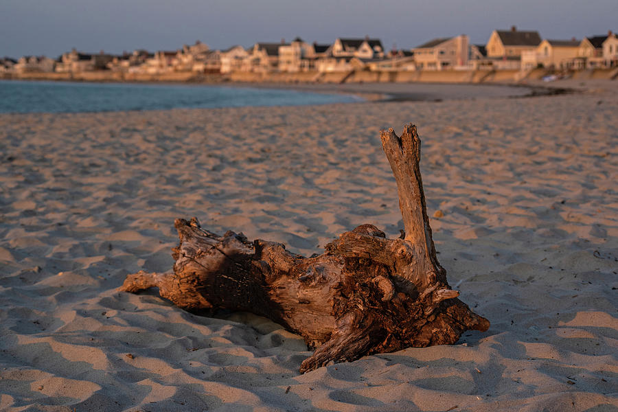 Driftwood on Green Harbor Beach Marshfield MA Photograph by Toby McGuire