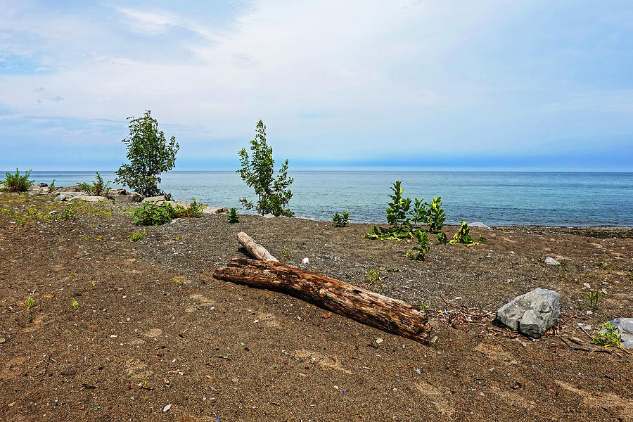 Driftwood on Hamlin Beach Hamlon NY Lake Ontario Photograph by Toby McGuire