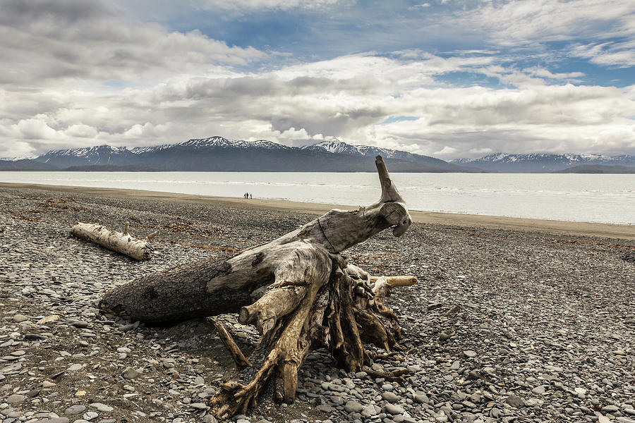 Nature Digital Art - Driftwood On Shingle Beach, Homer Spit, Kachemak Bay, Alaska, Usa by Gary Latham