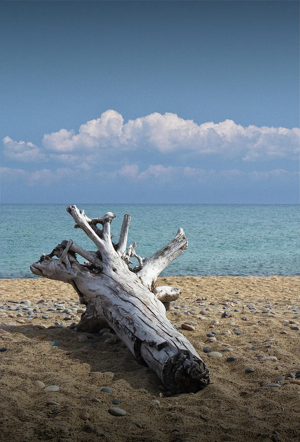 Driftwood on the Beach at Whitefish Point in Michigans Upper Peninsula Photograph by Randall Nyhof