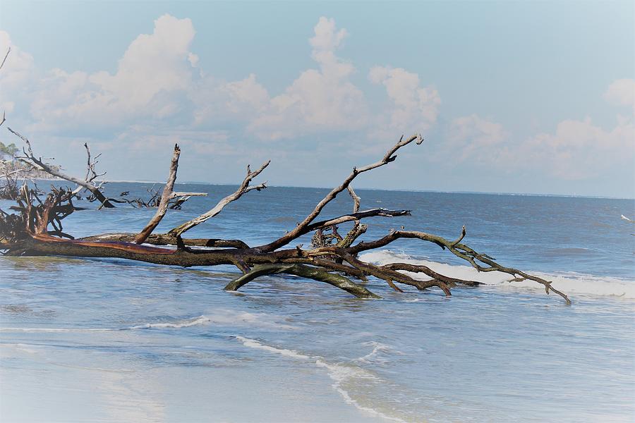 Tree Photograph - Driftwood in the Waves by Carol McGrath