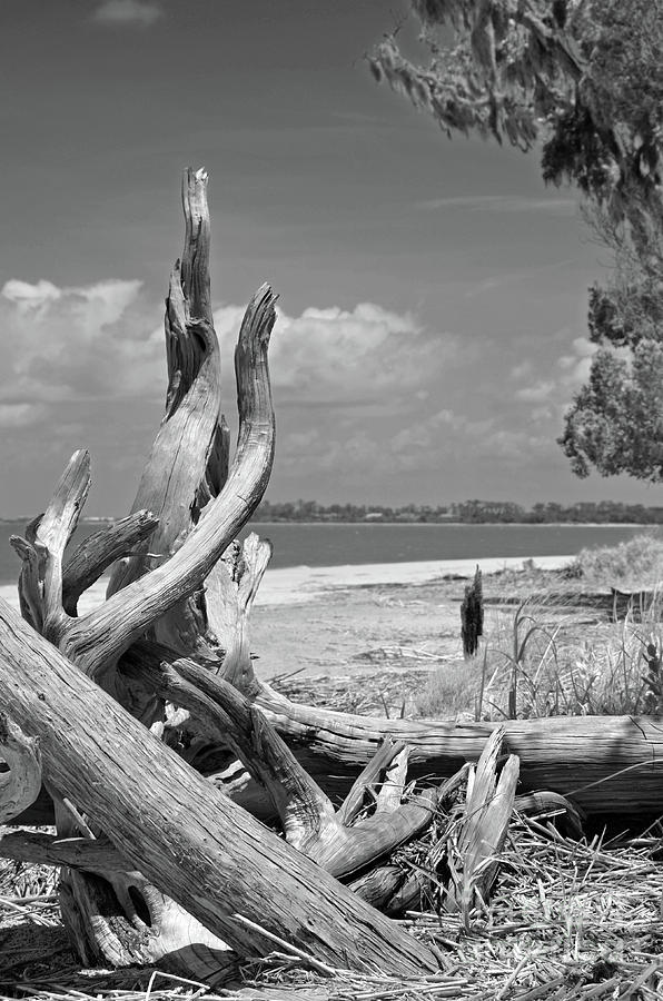 Driftwood  Photograph by Robert Meanor