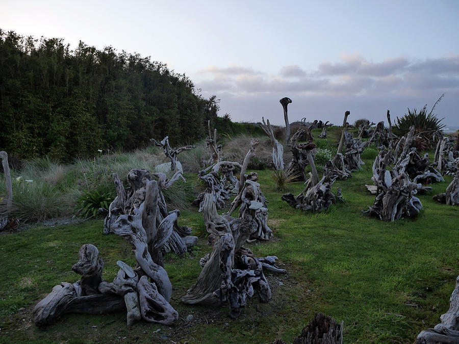 Driftwood sculptures,Hokitika, New Zealand Photograph by Martin Smith