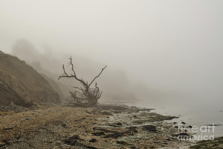 Driftwood tree in thick fog Photograph by Clayton Bastiani
