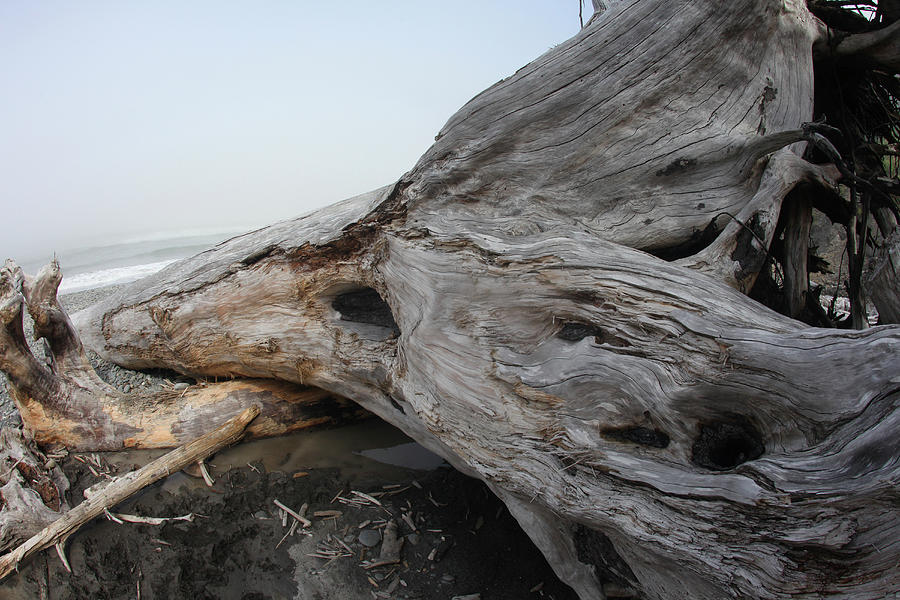 Driftwood Tree On Ruby Beach Photograph by Guy Crittenden