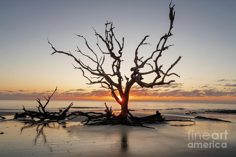 Driftwood Tree Sunrise Photograph by Bee Creek Photography - Tod and Cynthia