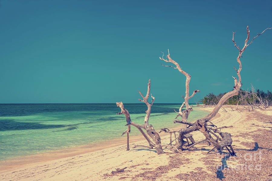 Driftwood on a beach Photograph by Delphimages Photo Creations