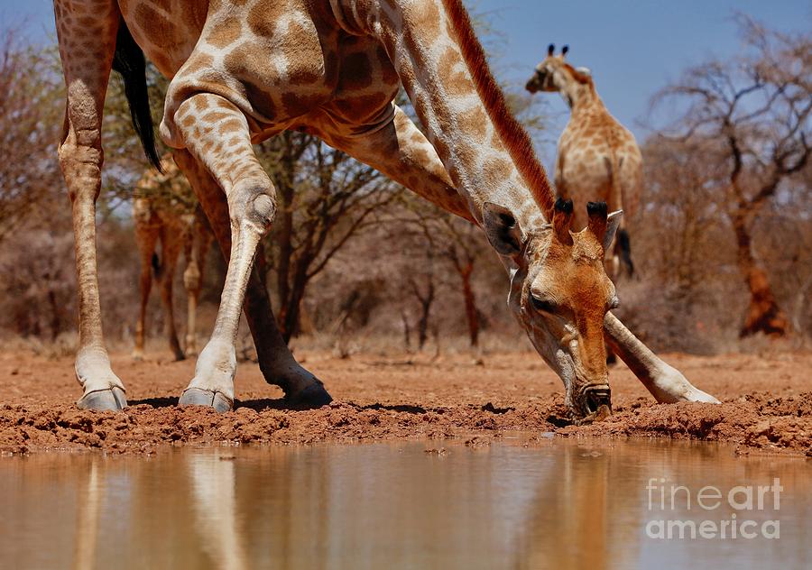 Wildlife Photograph - Drinking, 2019 Photograph by Eric Meyer