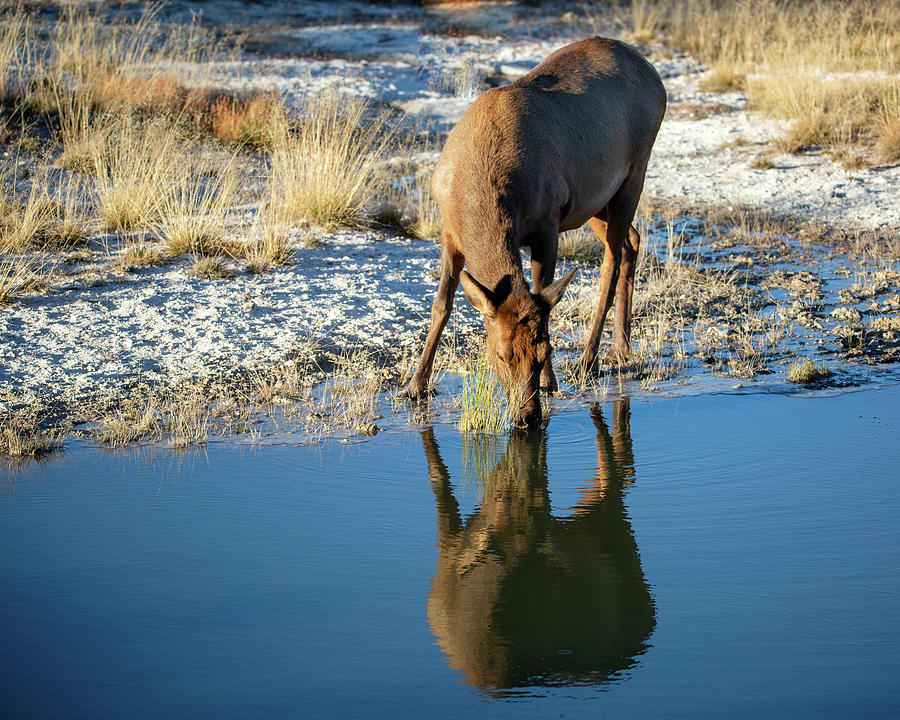 Drinking female deer and her reflection Photograph by Alex Mironyuk