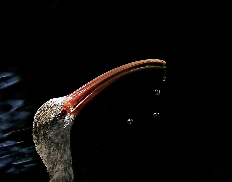 Drinking Ibis Photograph by Stuart Harrison