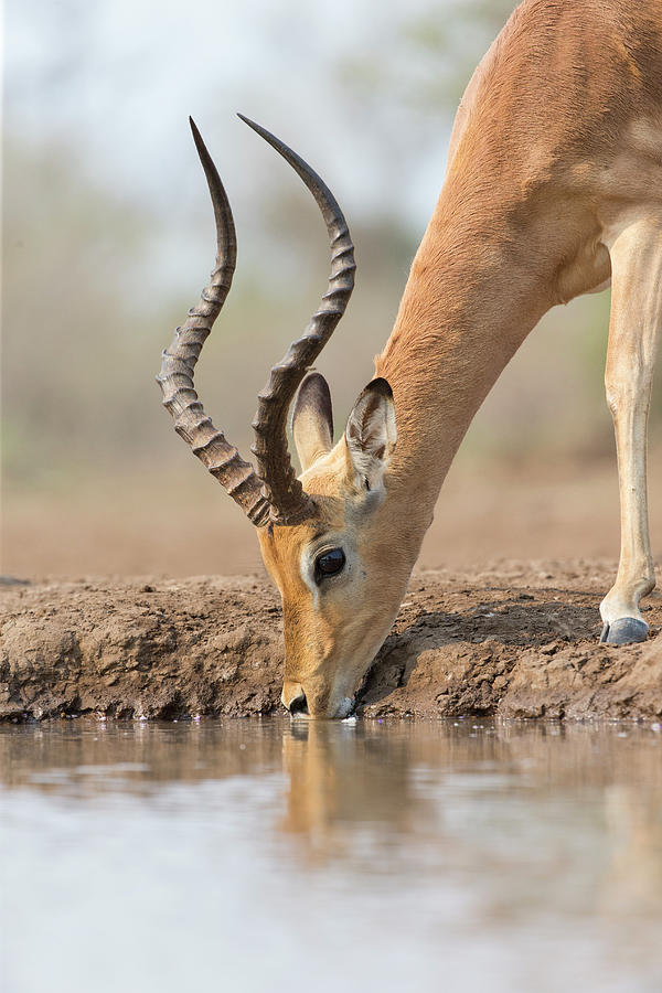 Drinking Impala Buck Photograph by Suzi Eszterhas