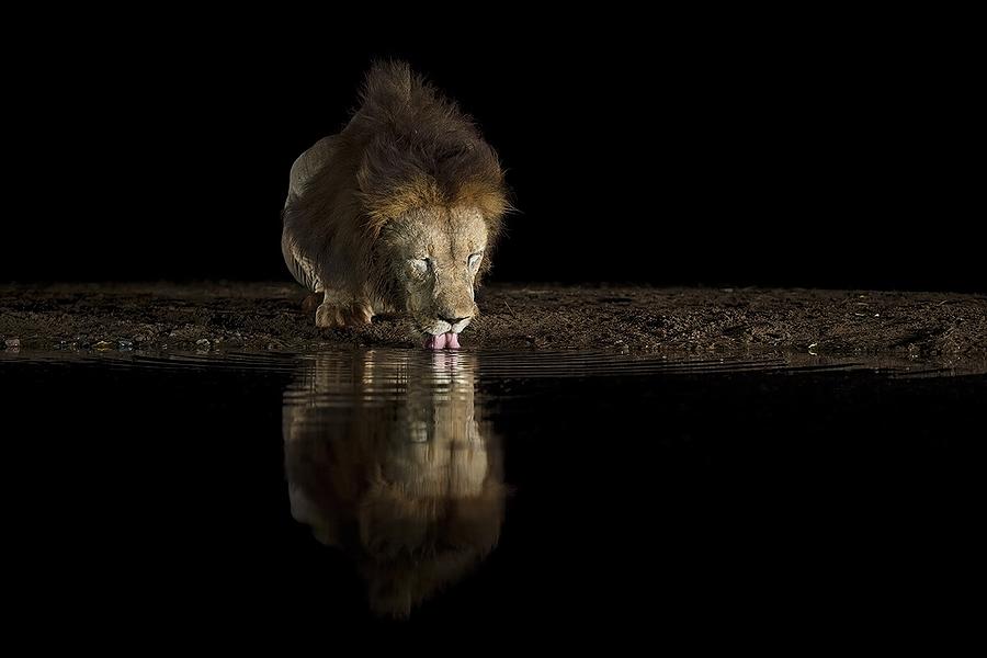 Drinking In The Night Photograph by Marco Pozzi