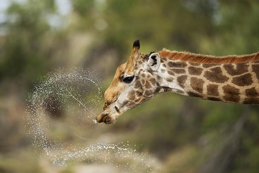 Giraffe Photograph - Drinking by Marco Pozzi